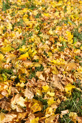 A field of yellow leaves on the ground