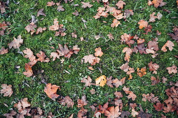 A field of grass covered in leaves and moss