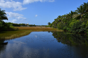 Beautiful natural scenery with river and dense vegetation on the beach in Itacimirim, Bahia-Brazil