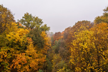 Obraz premium Scenic aerial view of forest trees with colorful autumn foliage on foggy day, showcasing nature beauty and the changing season.