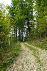 Fototapeta premium Summer hiking trail winding through lush green deciduous forest landscape