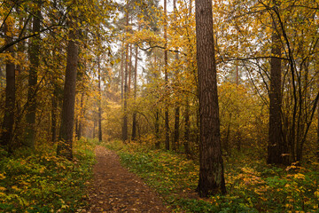 Fototapeta premium Forest path in autumn through tall pines and maple trees with golden yellow foliage. Natural beauty and tranquility perfect for background image and travel concept. Golden autumn.