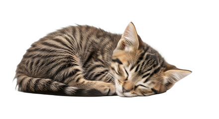 A small striped tabby kitten sleeping peacefully curled up.