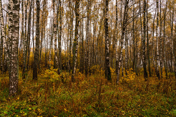 Fototapeta premium Autumn forest with tall birch tree trunks and fallen yellow leaves on the ground. Natural seasonal scenery, nature background.