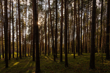 Fototapeta premium Sunrise or sunset in tall pine forest with long shadows on mossy ground. Nature landscape for tranquility and wilderness. Natural scenic view for wallpaper design.