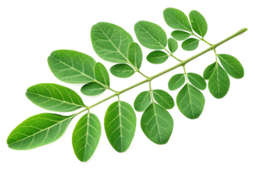 Fresh Moringa Oleifera Leaves Isolated on White