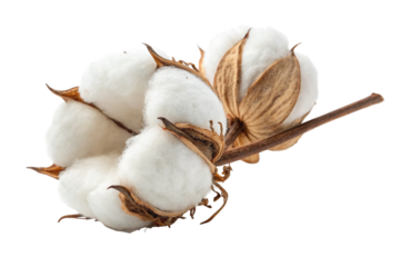 Fluffy Cotton Boll on a Branch Isolated on White