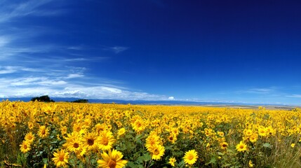 Obraz premium Wide panoramic field of vibrant yellow sunflowers stretching under a clear expansive blue summer sky with wispy clouds
