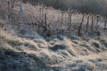 Vineyard with Hoarfrost