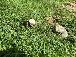 Hermit crab walking on green grass on the beach
