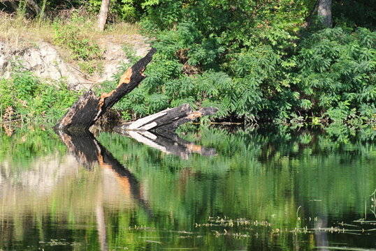 Serene riverside landscape with fallen tree reflected in calm water, lush green foliage and natural summer vegetation creating peaceful scenery - Powered by Adobe
