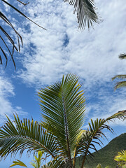 Palm Tree Leaves Against Blue Sky with White Clouds