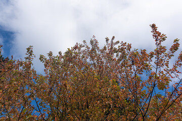 Obraz premium A tree with leaves that are yellow and brown