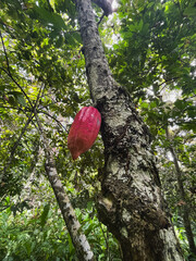  Red Cacao Pod (Theobroma Cacao) Growing on Tree Trunk in Tropical Rainforest