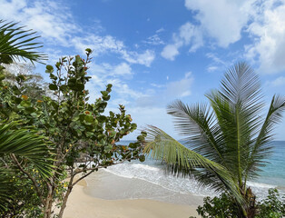 View of a tropical beach through palm leaves