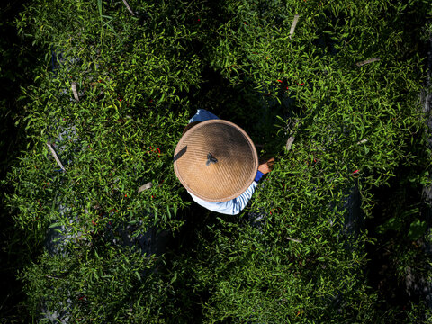 Aerial view of a farmer in a straw hat amidst bright green foliage harvesting chilies, creating a striking contrast of color and texture, Klaten Regency, Central Java, Indonesia.