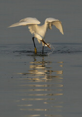 Western reef egret white morphed with a fish catch at Busaiteen coast, Bahrain