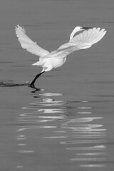 Western reef heron takeoff while fishing at Busaiteen coast, Bahrain