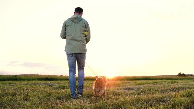 Man holds leash walking ginger cocker spaniel dog on mown field at sunset light young man with fluffy dog companion walk in rural park man with purebred dog in evening meadow on summer vacation