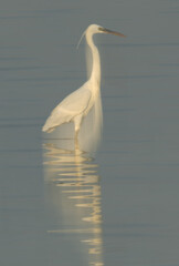 Potrait of a Western reef egret white morphed at Busaiteen coast, Bahrain. shot taken in slow shutter and vertical movement of camera.