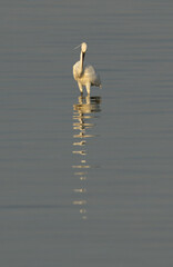 Western reef heron fishing at Busaiteen coast, Bahrain