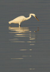 Western reef heron fishing with dramatic refleciton at Busaiteen coast, Bahrain