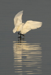 A Western reef heron fishing at Busaiteen coast, Bahrain