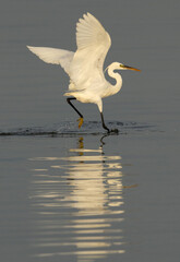 Western reef heron fishing with reflection on water at Busaiteen coast, Bahrain