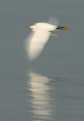 A motion blur image of Western reef egret white morphed fishing at Busaiteen coast, Bahrain