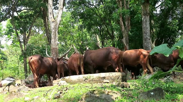 A herd of reddish-brown Ankole-Watusi cattle with massive curved horns gathers around a concrete trough in a shaded forest area, while a Grey Crowned Crane walks past in the foreground