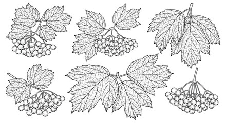 Detailed botanical illustrations of viburnum branches featuring distinctive lobed leaves and clusters of round berries, perfect for nature-themed designs.