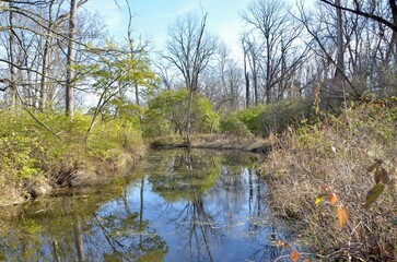 river in the forest autumn