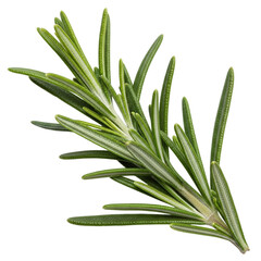 Fototapeta premium Garnish herb fresh rosemary sprig isolated on white & transparent background, aromatic ingredient PNG for restaurant menu, organic cooking promotion and premium culinary product branding visuals