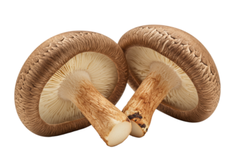 fresh, plump shiitake mushrooms with dark caps and intricate gills, standing upright on a white background with copy space, macro close-up culinary product concept