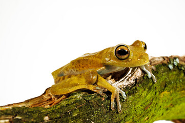 Hispaniolan green treefrog, Los Bracitos tree frog // Los Bracitos-Laubfrosch (Boana heilprini) - Hispaniola Island (Haiti/Dominican Republic)
