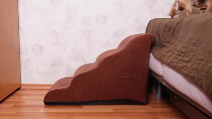 An elderly Yorkshire Terrier dog climbs the bedside stairs to a high bed. Pet Accessories, non-Slip balanced dog Steps indoor for small dogs and cats.