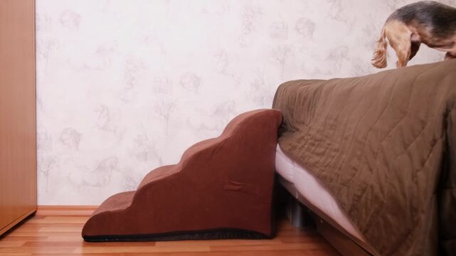 An elderly Yorkshire Terrier dog is afraid to climb down the bedside stairs from a high bed. Pet Accessories, non-Slip balanced dog Steps indoor for small dogs and cats.