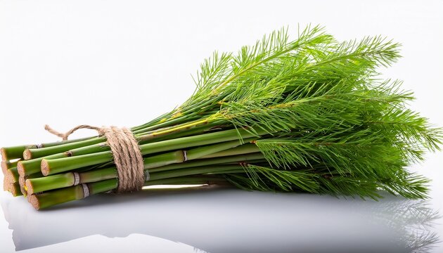 A Bundle Of Fresh Green Horsetail Reeds Tied Together Isolated On Transparent Background