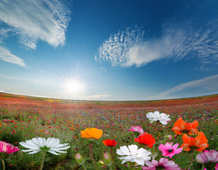 Vibrant Field of Wildflowers Under a Dramatic Sky on a Sunny Day
