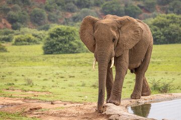 An elephant ( Loxodonta Africana) drinking at a waterhole, Addo Elephant National Park, South Africa.
