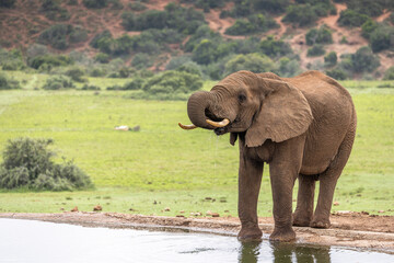 Fototapeta premium An elephant ( Loxodonta Africana) drinking at a waterhole, Addo Elephant National Park, South Africa.