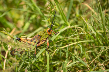 Milkweed locust (Phymateus spp.), Addo Elephant National Park, South Africa.