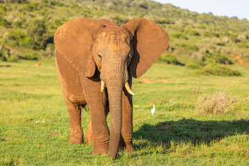 An elephant ( Loxodonta Africana), Addo Elephant National Park, South Africa.