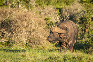 Portrait of a male cape buffalo ( Syncerus caffer), Addo Elephant National Park, South Africa.