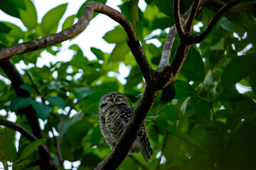 Serene Spotted Owlet Resting Quietly on a Forest Branch in Soft Natural Light