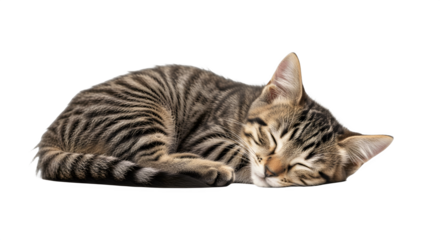 Sleeping Striped Cat Curled Up on White Background.