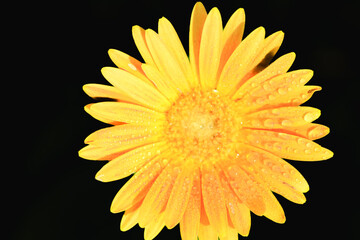 top view, closeup of, a single, yellow African Daisy flower, in full bloom, after tropical rain, with a black background