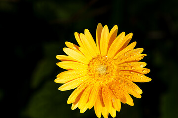 Obraz premium Top view, medium distance of, a single yellow African Daisy flower, in full bloom, after tropical rain, under studio strobe lighting