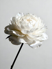 White Peony Flower on Gray Background – Minimal Botanical Macro Photography