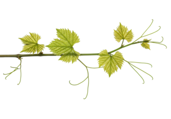 Fresh grape vine branch with vibrant emerald leaves and delicate tendrils, isolated on transparent background with copy space, photorealistic studio shot, concept of natural growth